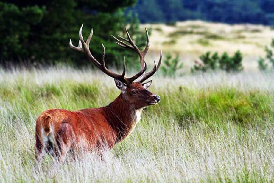 Nationalpark De Hoge Veluwe Niederlande