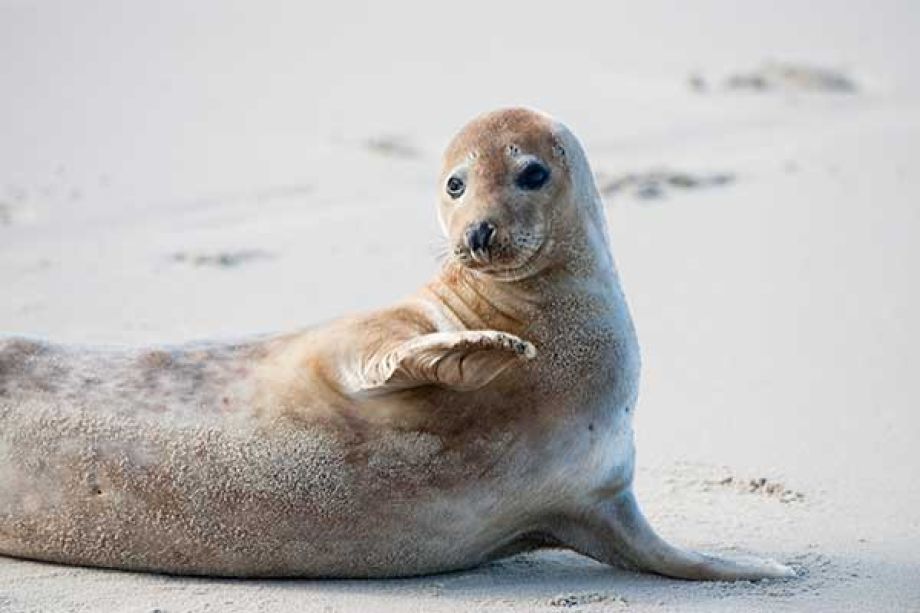 Seehunde Niederlande