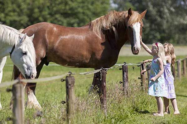 Ferien Urlaub mit Pferde Veluwe Niederlande