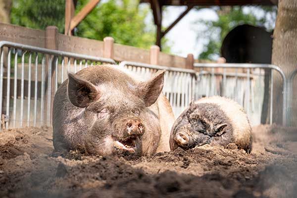 Streichelzoo in den Niederlanden Besuchen