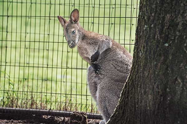 Streichelzoo Overijssel Niederlande