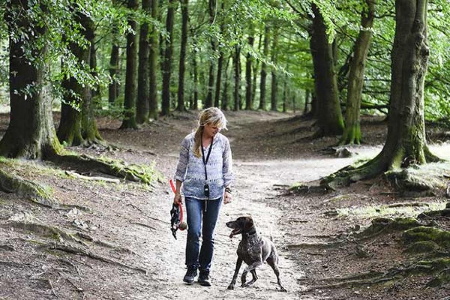 Nationalpark Drents Friese Wald Niederlande