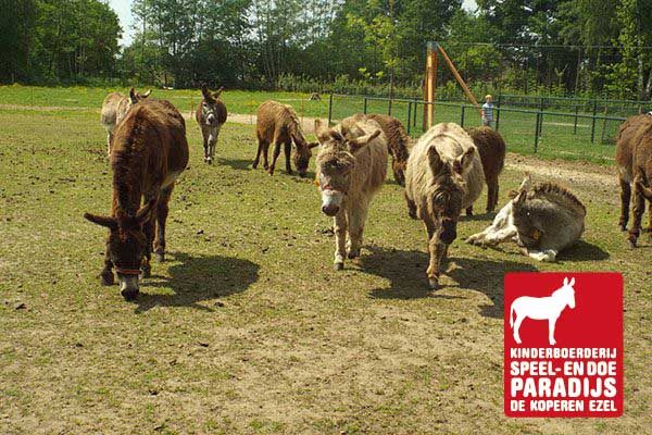 Streichelzoo Veluwe Niederlande