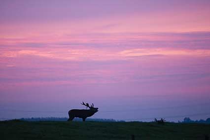Oostvaardersplassen in der Provinz Flevoland Niederlande