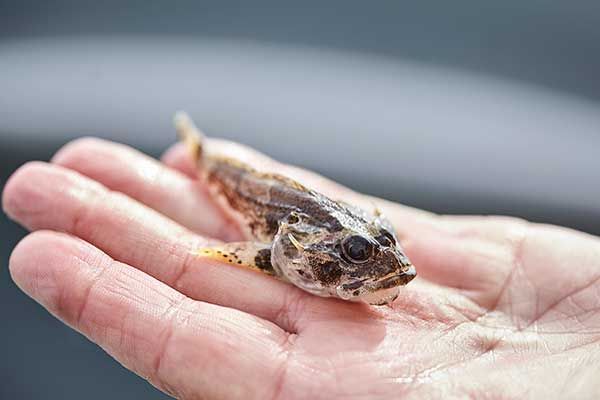 Sportfischen Wattenmeer Niederlande