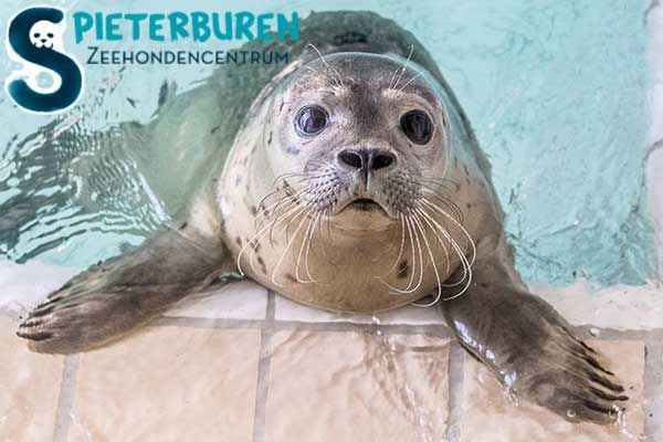 Seehunde in den Niederlanden