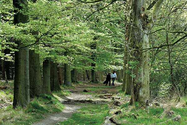 Wald in den Niederlanden