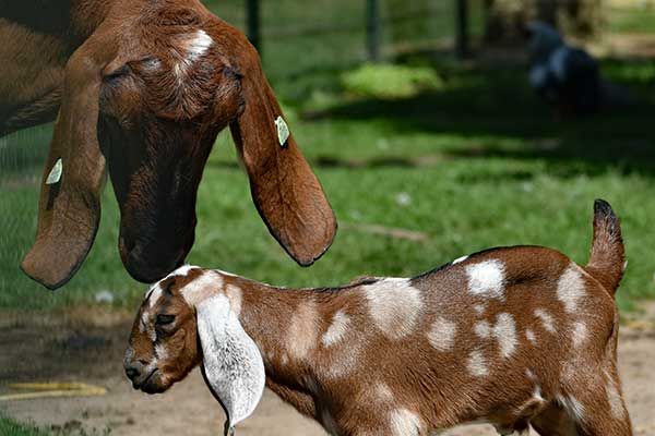 Zoo in Limburg Niederlande